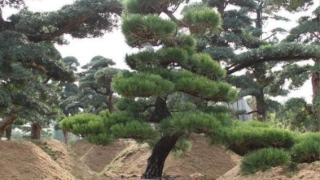 财库财运：在古代为什么说松树招财辟邪作用大 还能帮你遇贵人