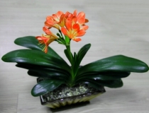 财库财运：办公室植物风水详解，正确摆放，才能提升事业运与财运