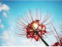 婴灵超度：抄经的回向功德超度婴灵