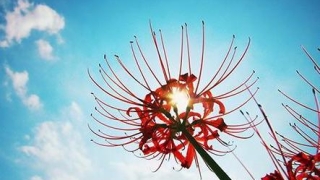 婴灵超度：抄经的回向功德超度婴灵