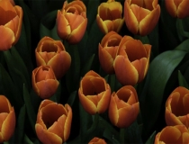 民俗文化：久病不愈暴躁，要懂得控制心情了