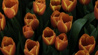 民俗文化：久病不愈暴躁，要懂得控制心情了