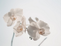 民俗文化：风水中辟邪最强的东西，可以保平安