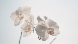 民俗文化：风水中辟邪最强的东西，可以保平安