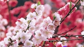 斩烂桃花：斩断老公烂桃花的风水