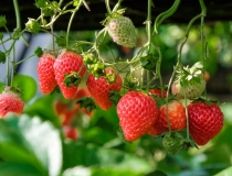 道教法事：小儿受到惊吓不睡觉怎么办,赶紧来学学受惊吓小孩叫魂方法