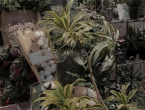 斩烂桃花：男朋友在异地恋有小三 该怎么把她赶走