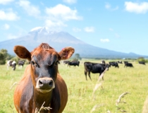 化太岁：犯太岁影响运势很大，牛年犯太岁怎么办？